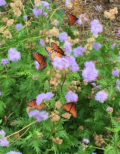 monarch and queen butterflies
